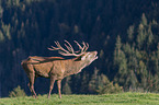 red deer