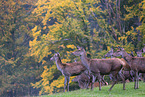 red deers