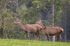 red deers