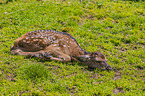 red deer calf