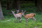 red deer