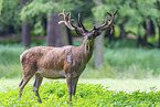 red deer