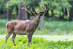 red deer