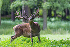 red deer