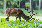 red deer