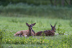 red deer