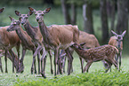 red deer