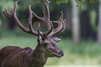 red deer