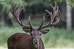 red deer