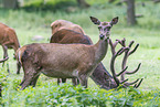 red deer