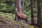 red deer