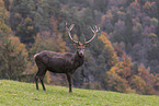 red deer