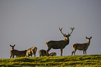 red deer