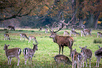 red deer