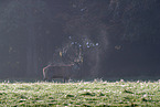 red deer