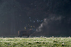 red deer
