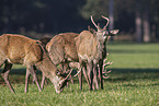 red deer