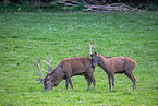 red deer