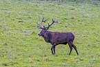 red deer