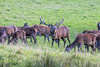 red deer