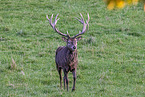 red deer