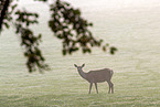 red deer