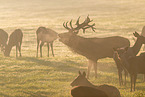 red deer