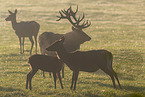 red deer