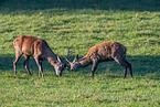 red deer