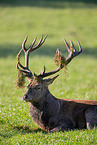 red deer