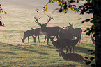 red deer