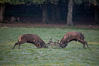 red deer