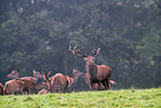 red deer