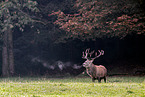 red deer