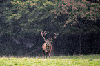 red deer