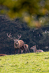 red deer