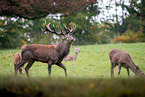 red deer