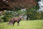 red deer