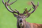 red deer