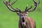 red deer