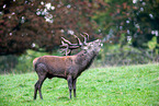 red deer