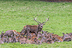 red deer