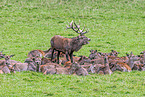 red deer