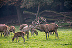 red deer