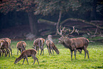 red deer