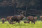 red deer