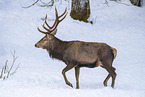 red deer