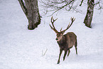 red deer