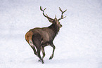 red deer