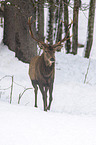 red deer